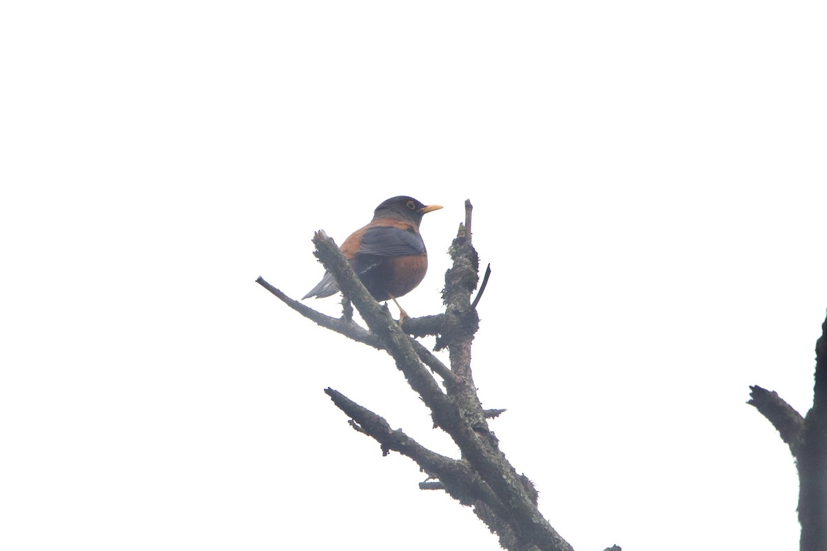 Chestnut Thrush - ML646089816