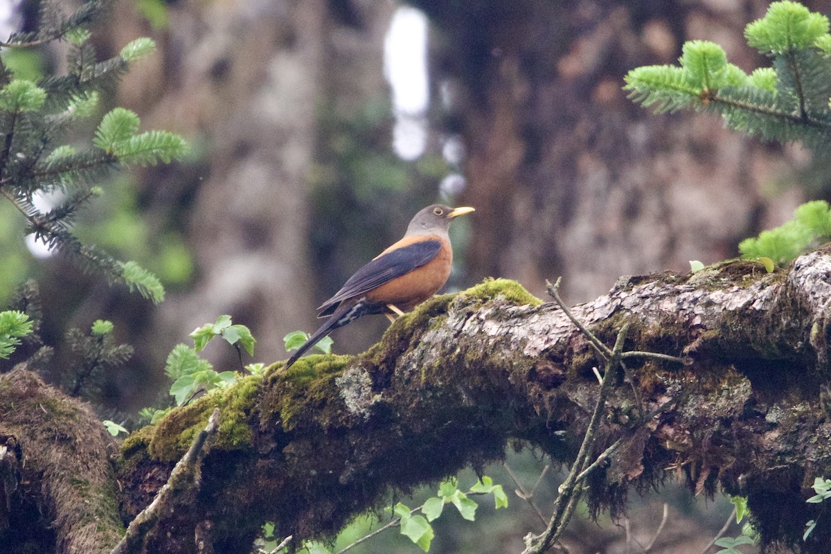 Chestnut Thrush - ML646089817