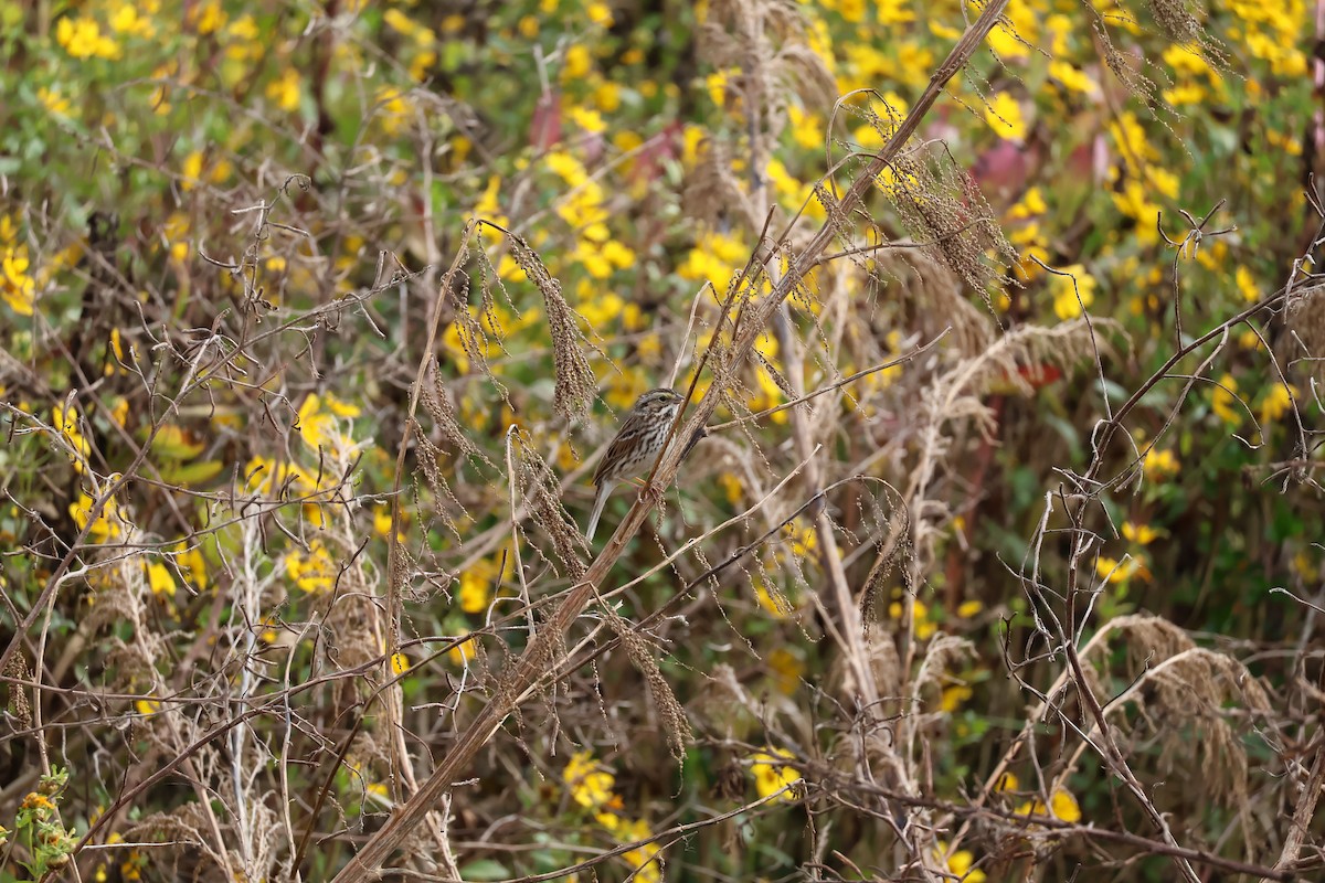Savannah Sparrow - ML646089818