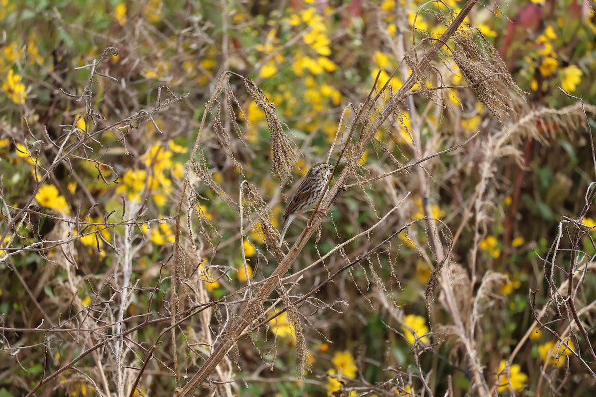 Savannah Sparrow - ML646089819