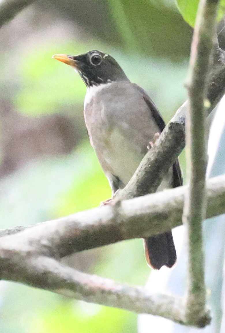 White-throated Thrush - ML646089820
