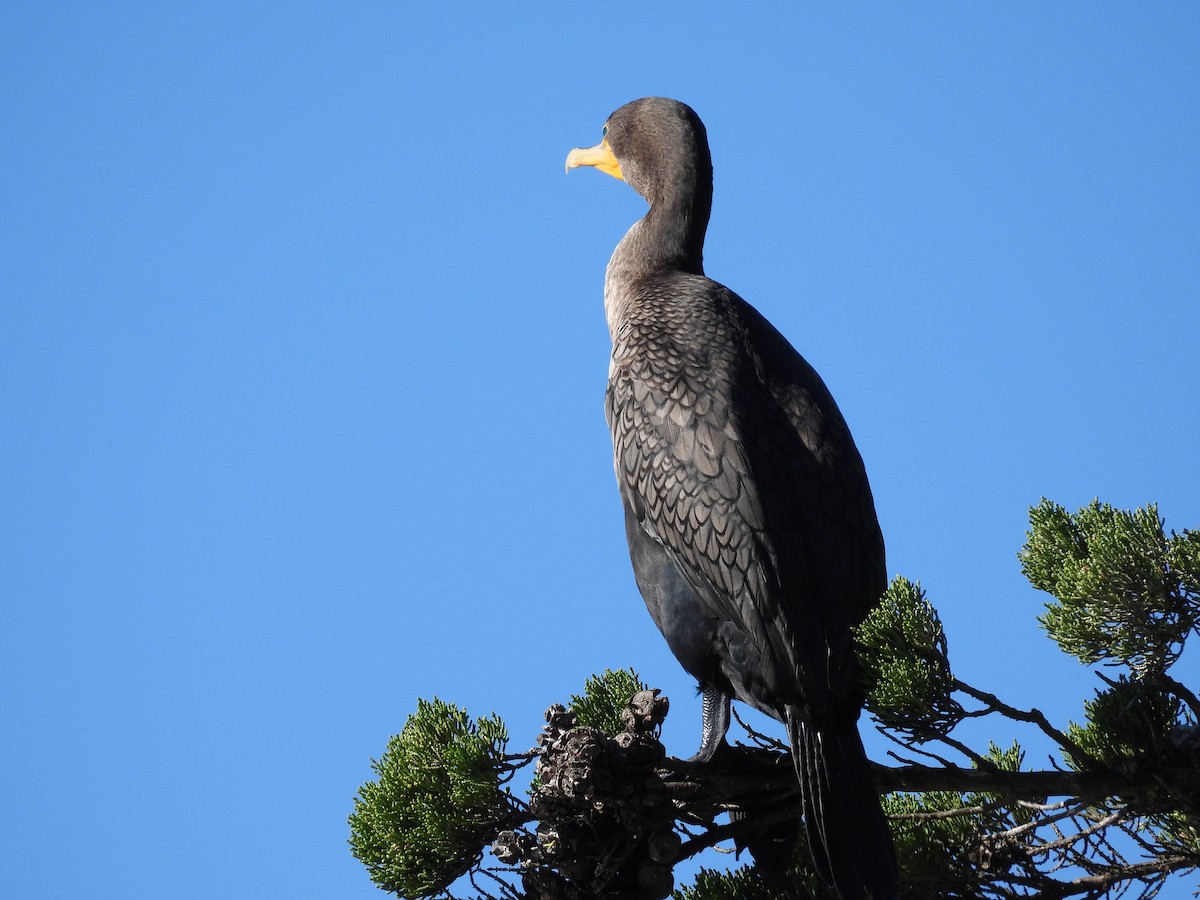 cormorant sp. - ML646089821