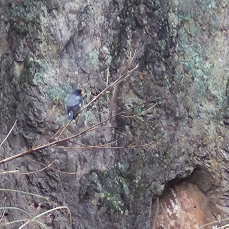 Mourning Sierra Finch - ML646089822