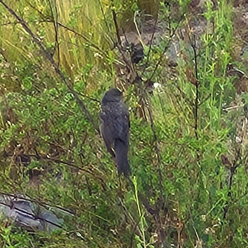 Mourning Sierra Finch - ML646089823