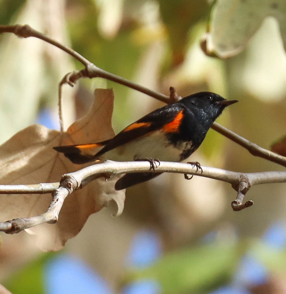 American Redstart - ML646089824