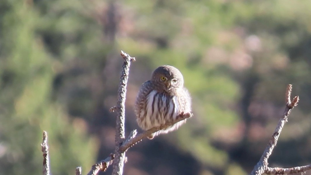Northern Pygmy-Owl - ML646089828