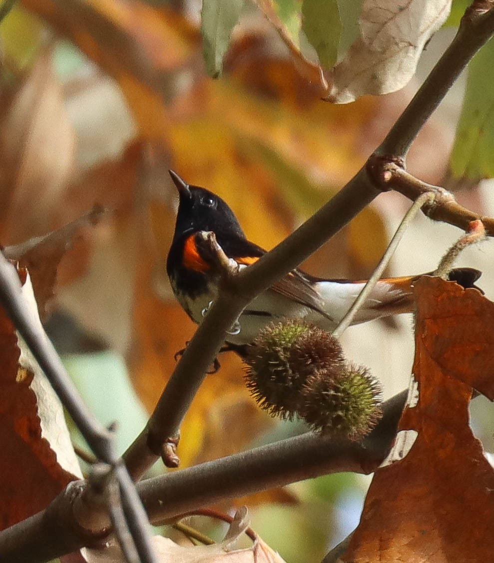 American Redstart - ML646089833