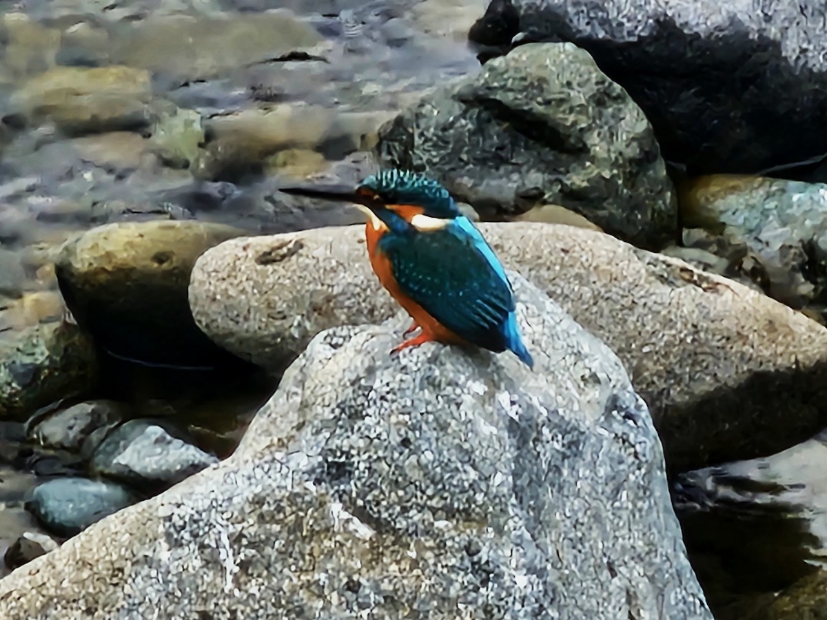 Common Kingfisher - ML646089834