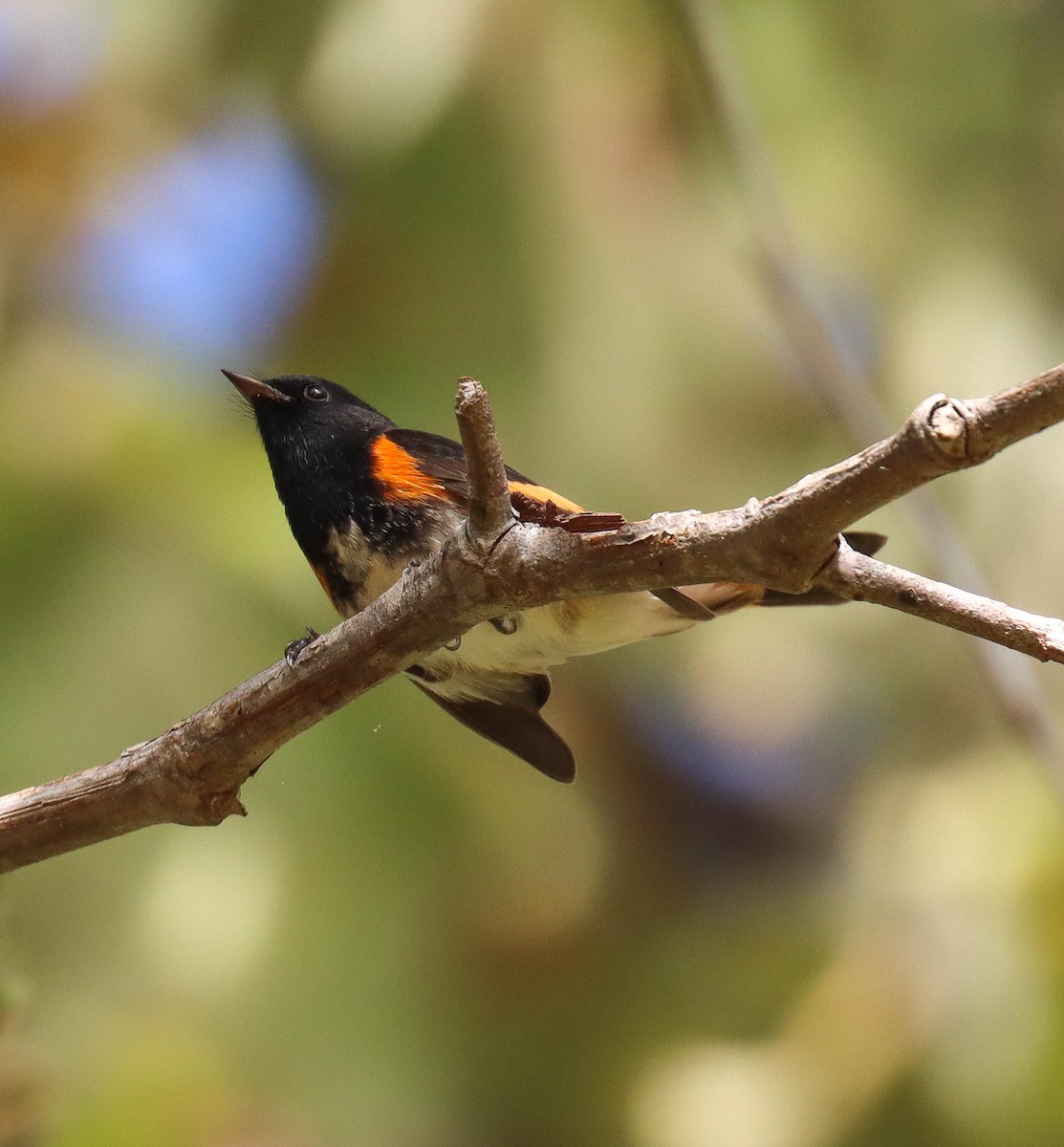 American Redstart - ML646089835