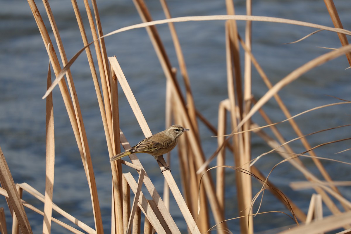 Palm Warbler - ML646089837