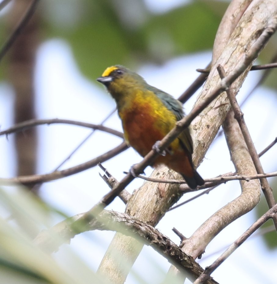 Olive-backed Euphonia - ML646089838