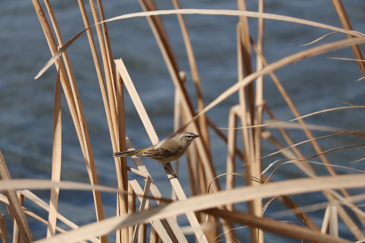 Palm Warbler - ML646089839