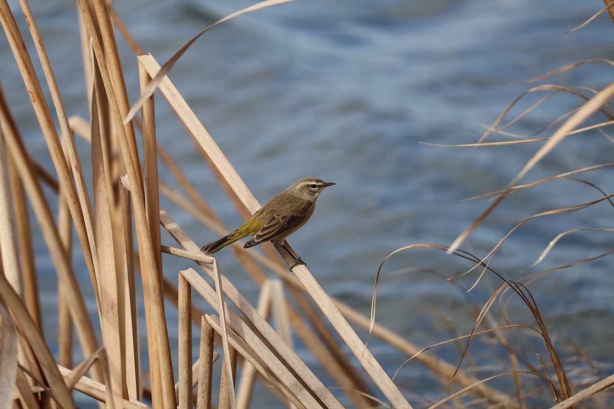 Palm Warbler - ML646089840