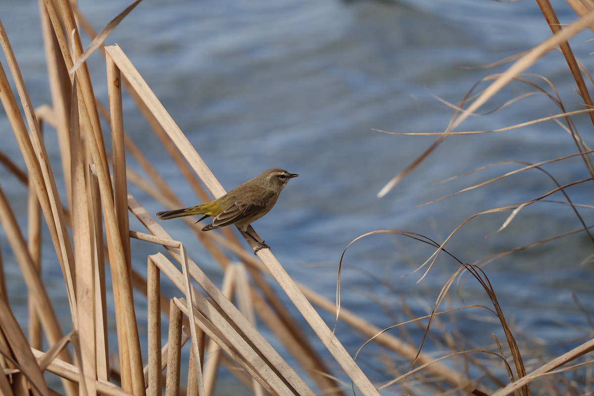 Palm Warbler - ML646089841