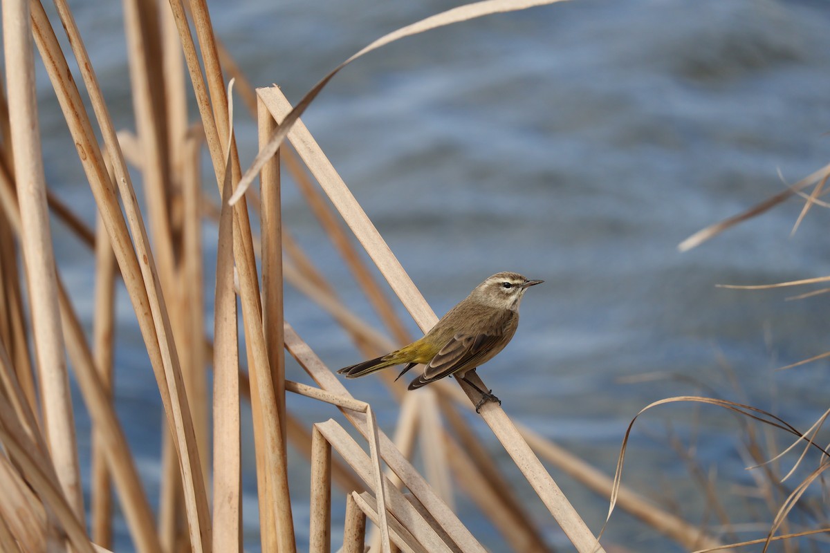 Palm Warbler - ML646089842