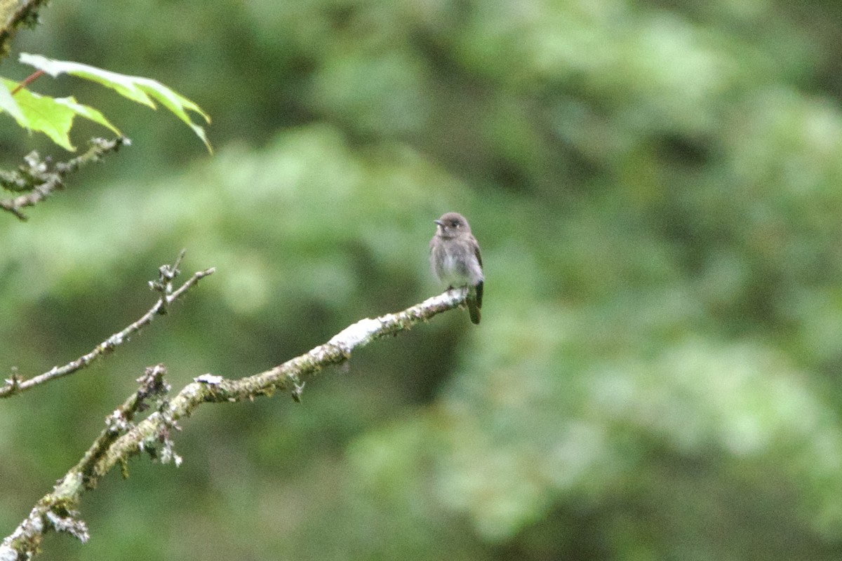 Dark-sided Flycatcher - ML646089844