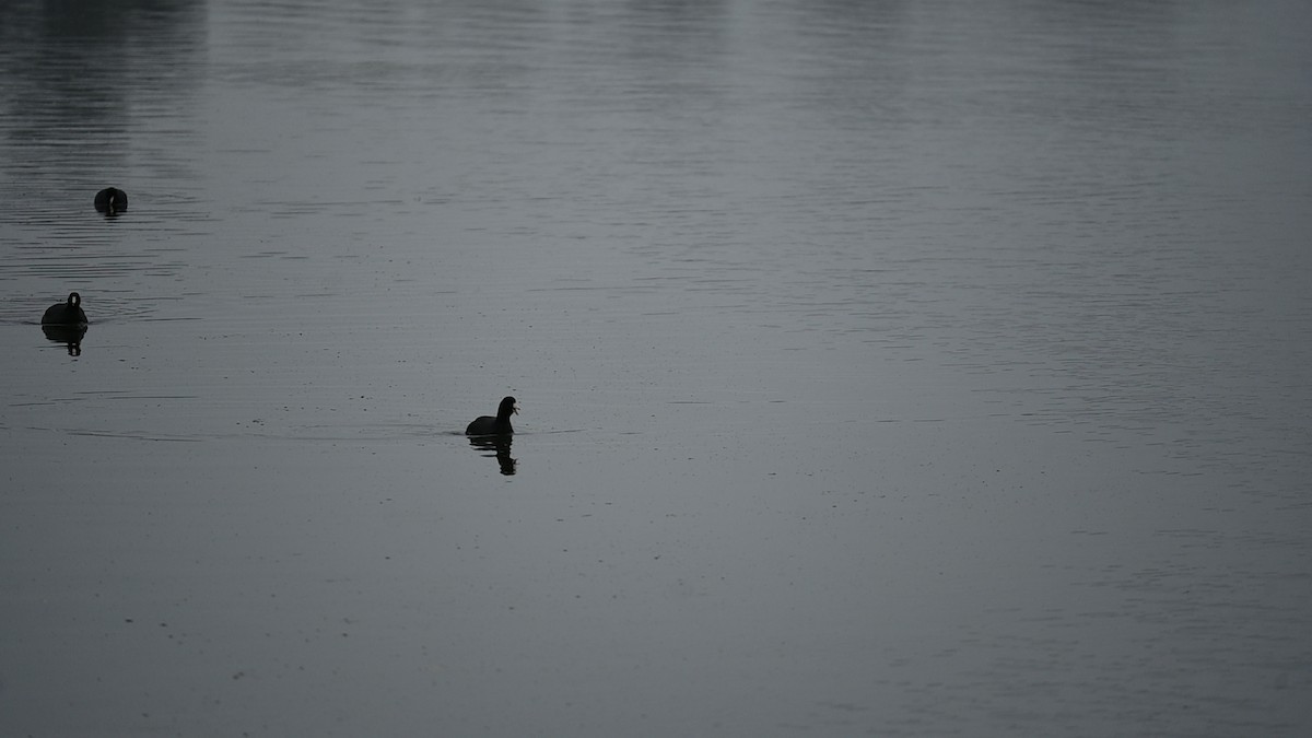 American Coot - ML646089846