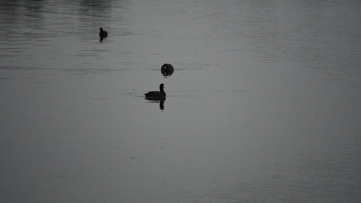 American Coot - ML646089848