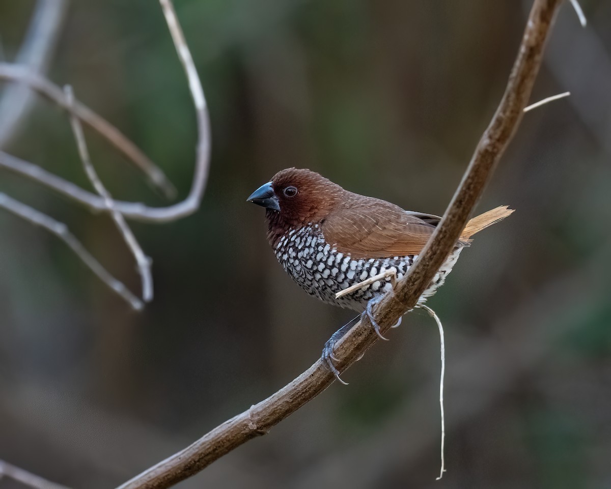 Scaly-breasted Munia - ML646089849