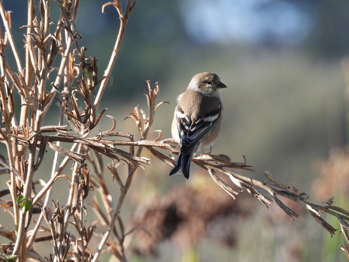 American Goldfinch - ML646089851