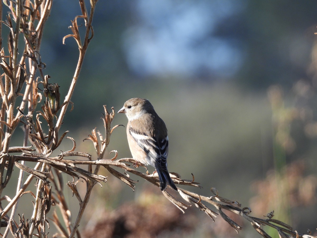American Goldfinch - ML646089852
