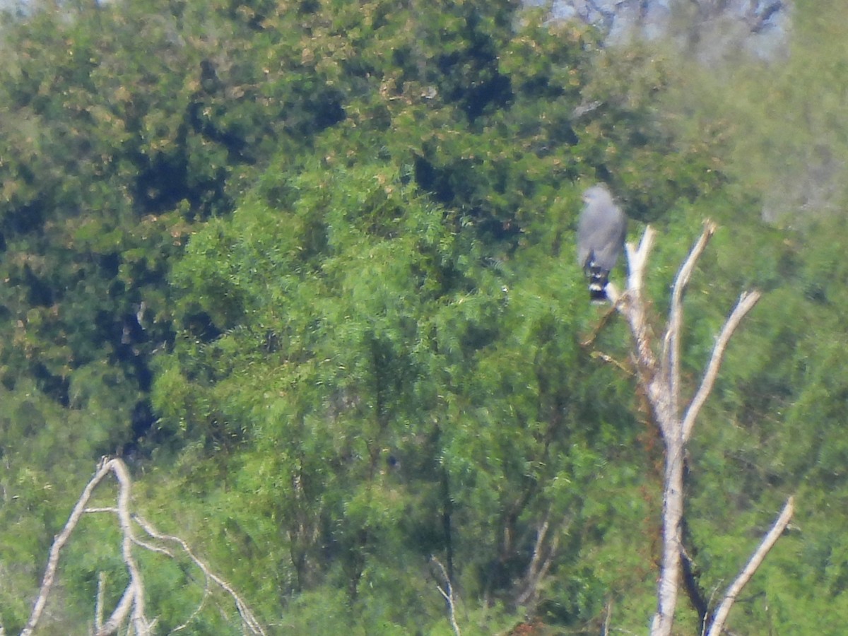 Gray Hawk - ML646089853