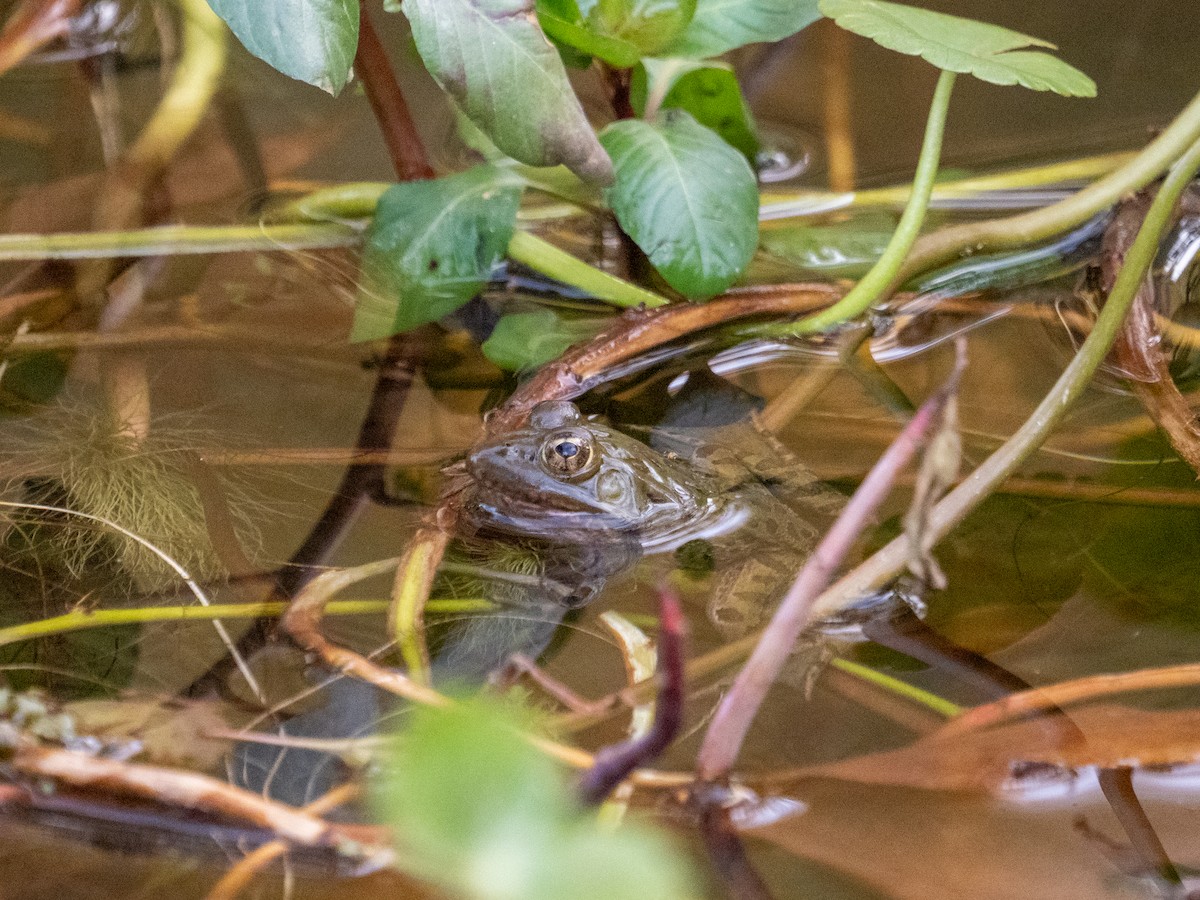 Chiricahua Leopard Frog - ML646089857