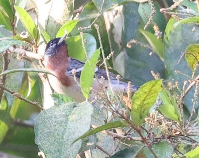 Bay-breasted Warbler - ML646089864