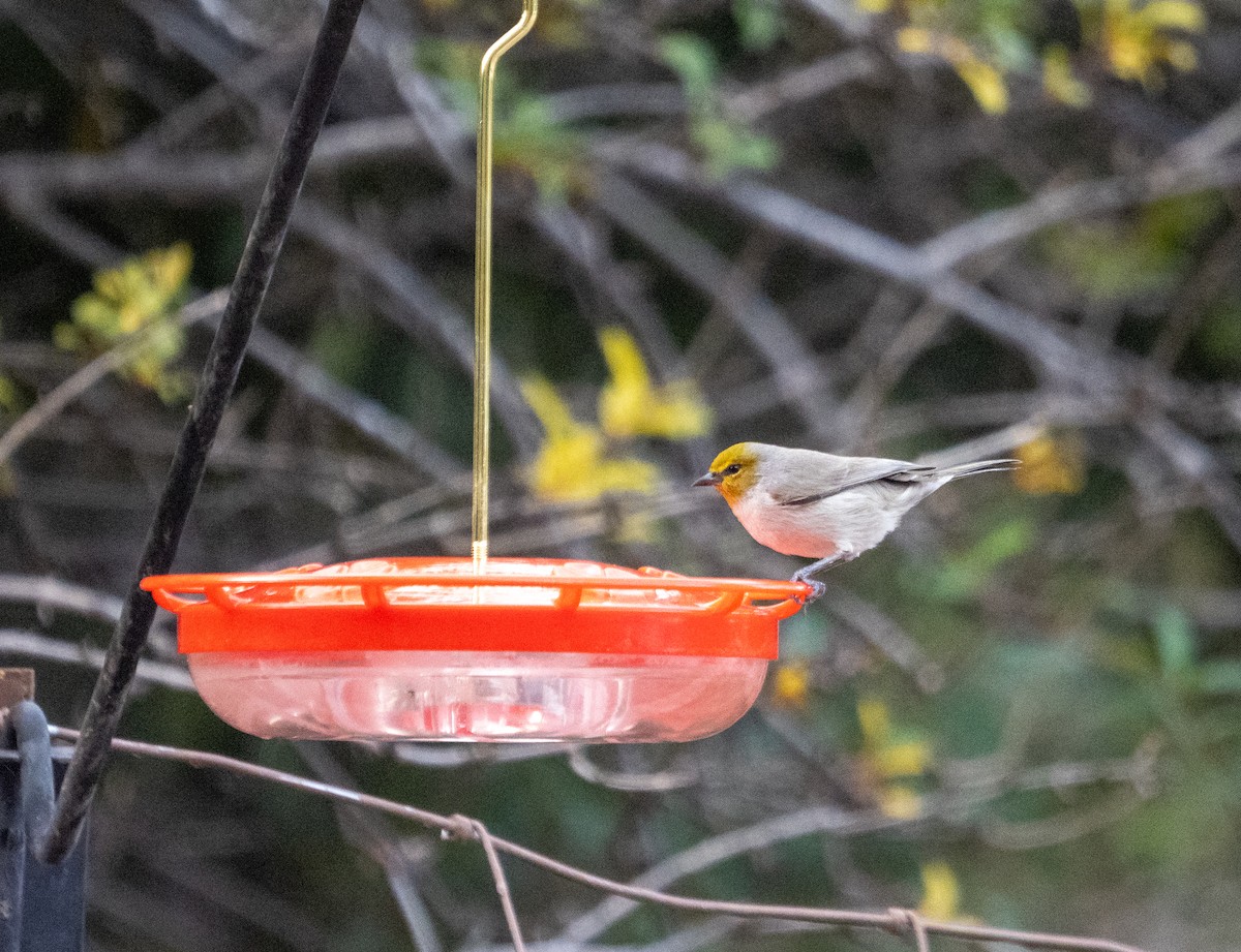 moudivláček žlutohlavý - ML646089867