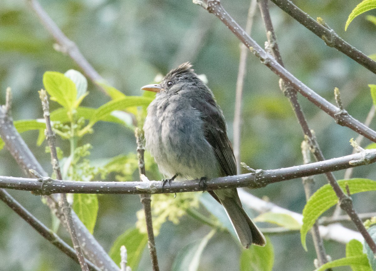Dark Pewee - ML646089868