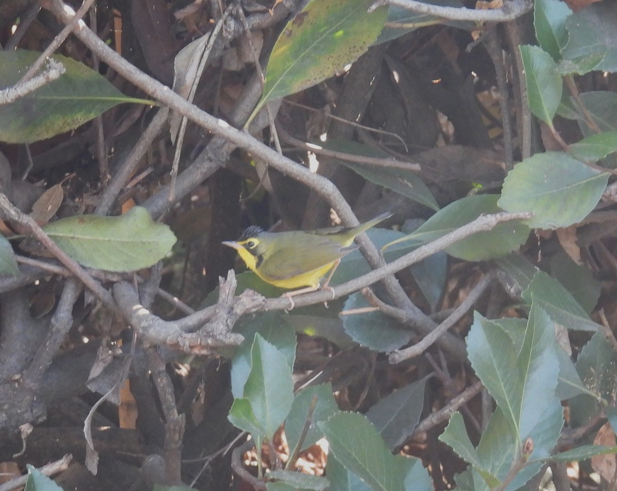 Kentaki Ötleğeni - ML646089870