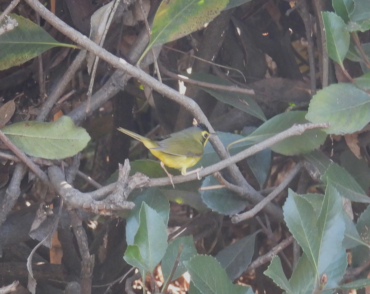 Kentaki Ötleğeni - ML646089873