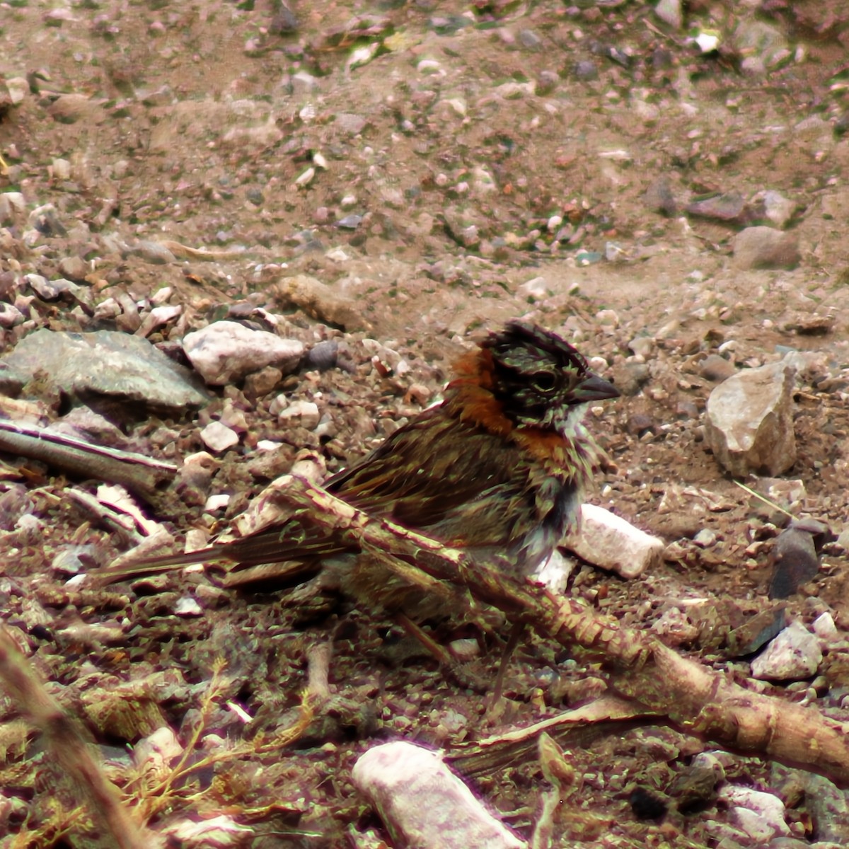 Kızıl Enseli Serçe - ML646089885