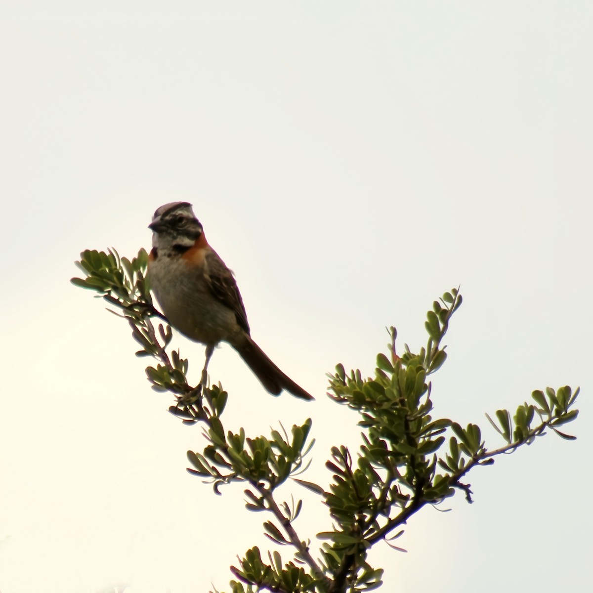 Kızıl Enseli Serçe - ML646089886