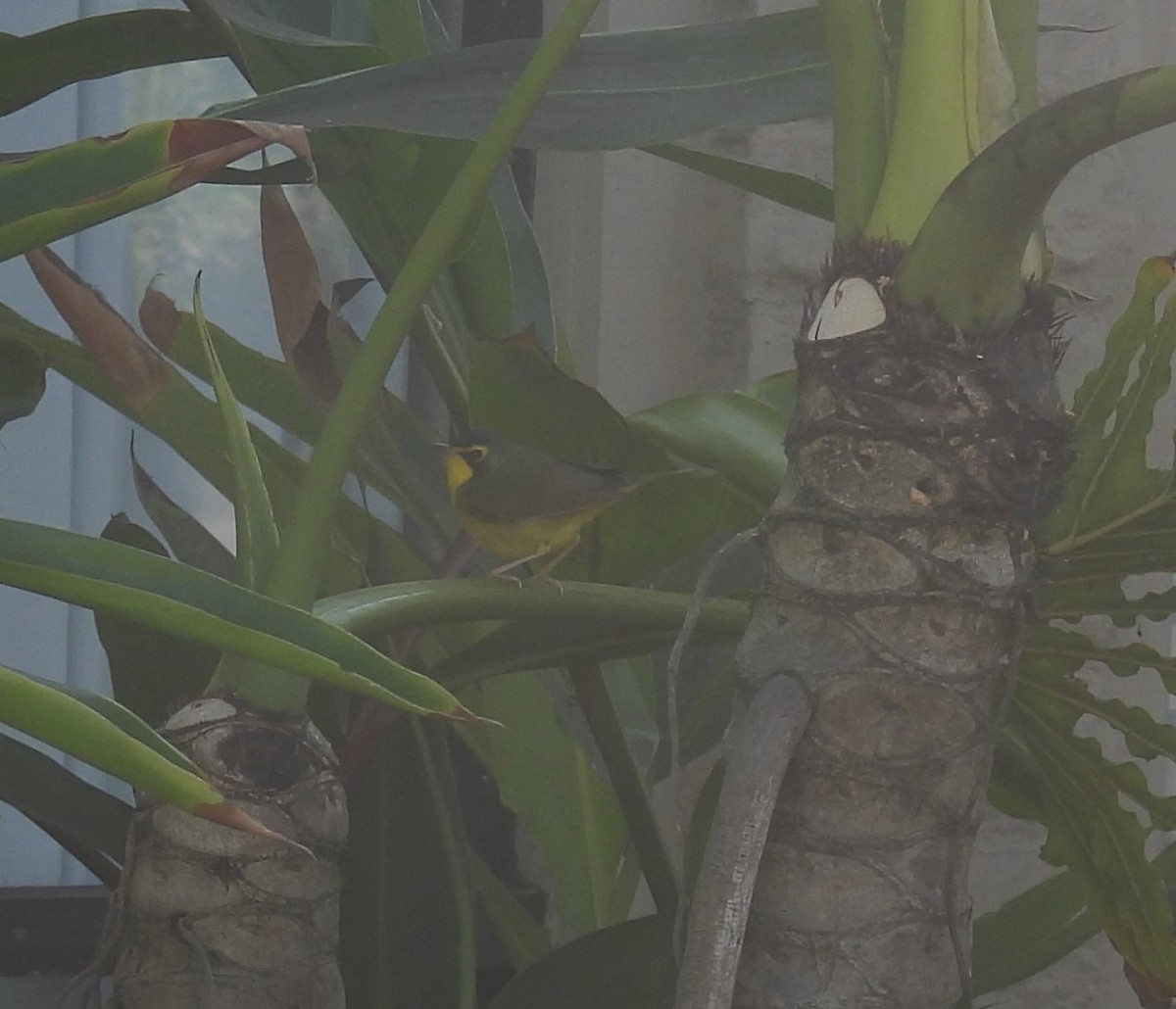 Kentaki Ötleğeni - ML646089887