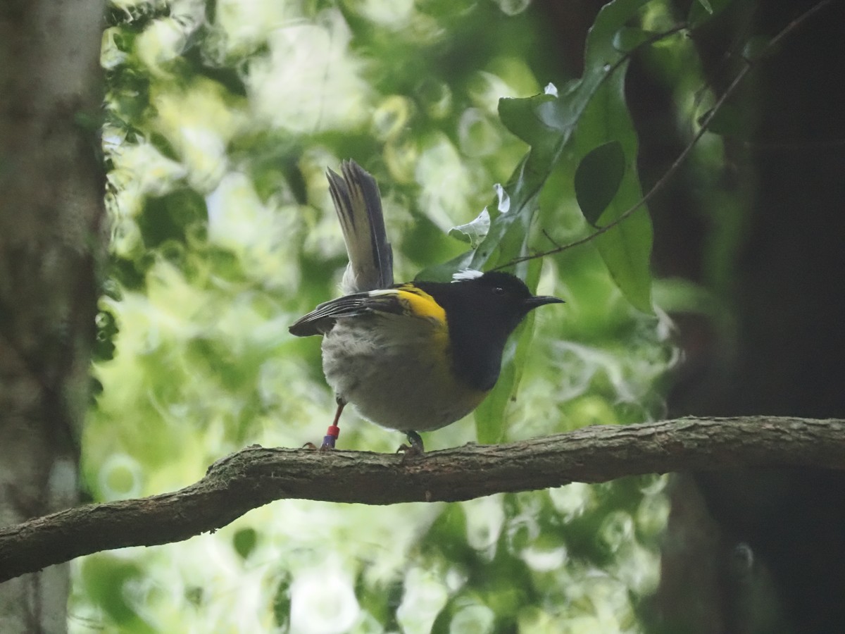 Stitchbird - ML646089896