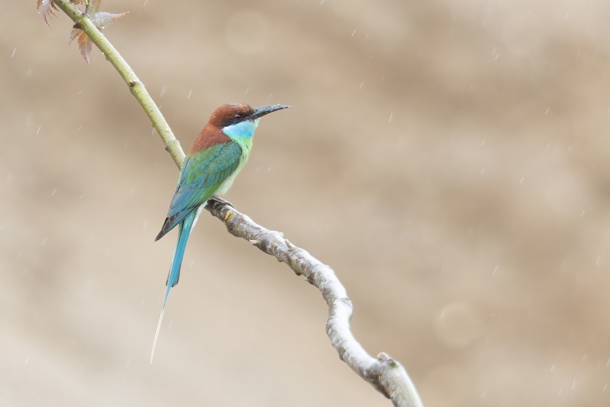 Blue-throated Bee-eater - ML646089899
