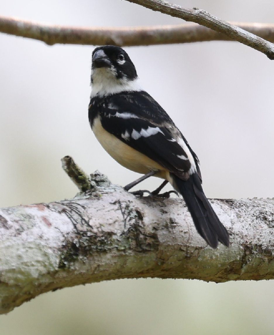 Morelet's Seedeater - ML646089901