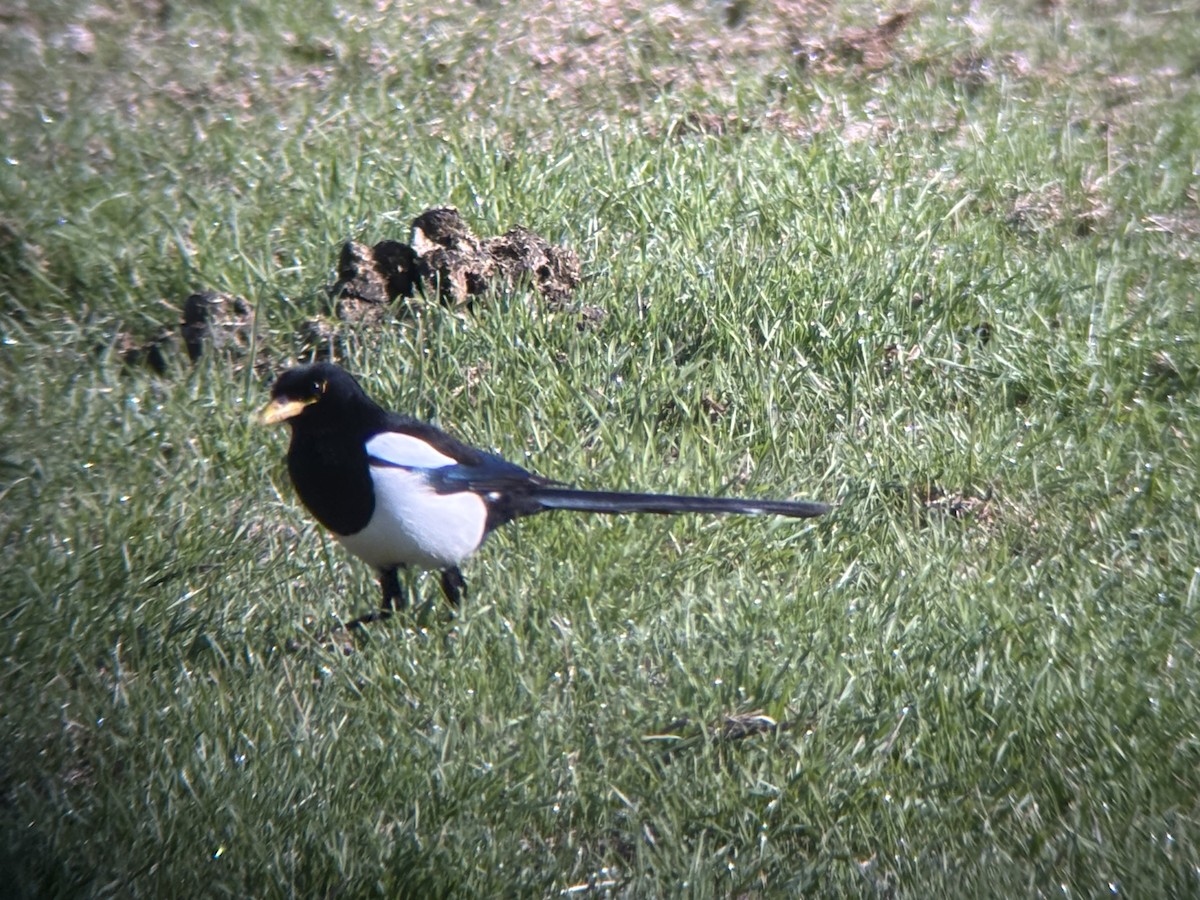Yellow-billed Magpie - ML646089902