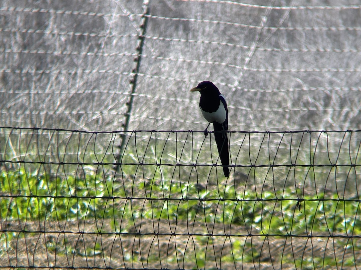 Yellow-billed Magpie - ML646089903