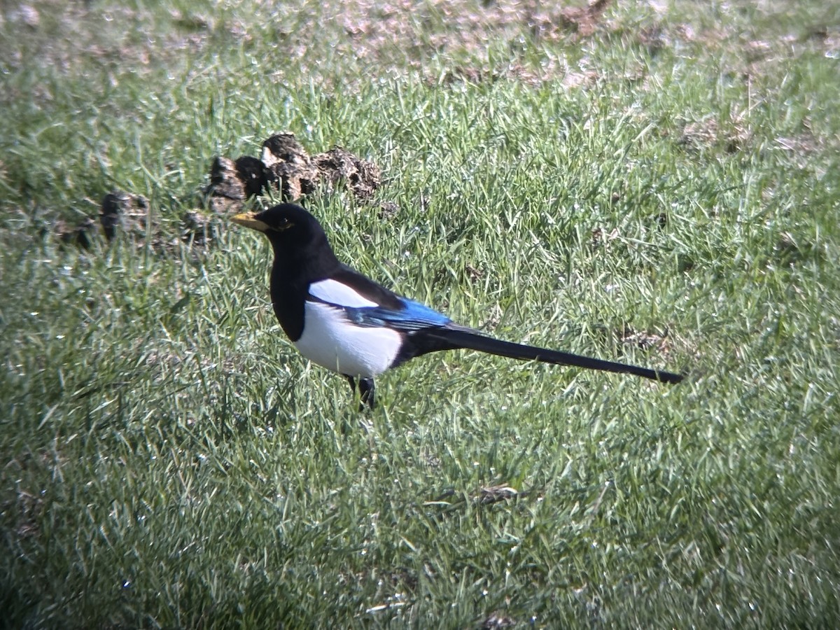 Yellow-billed Magpie - ML646089904