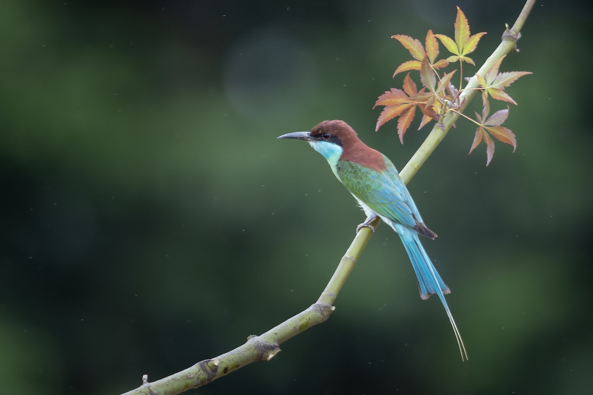 Blue-throated Bee-eater - ML646089908