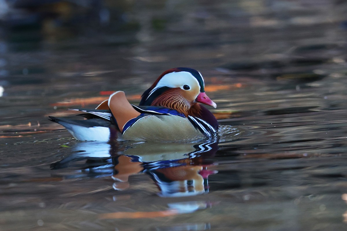 Mandarin Ördeği - ML646089910