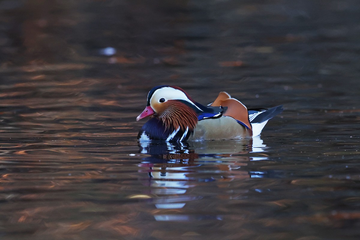 Mandarin Ördeği - ML646089912