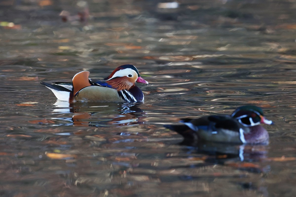 Mandarin Ördeği - ML646089913