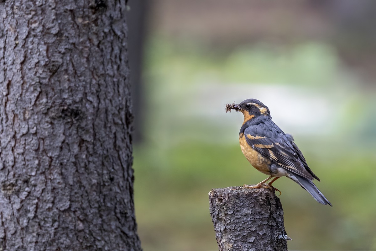 Varied Thrush - ML646089915