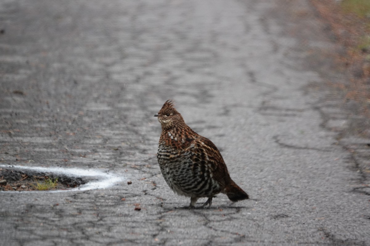 jeřábek kanadský - ML646089919