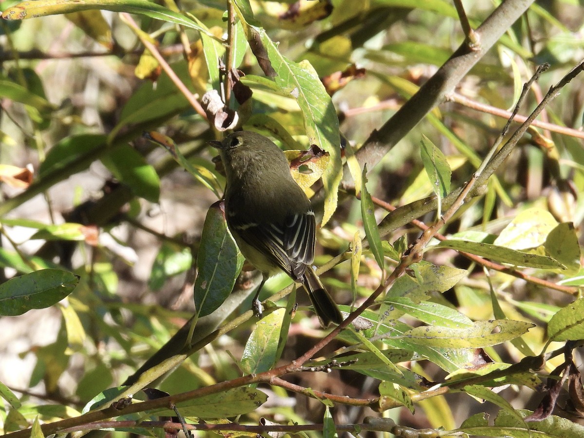 Hutton's Vireo - ML646089922