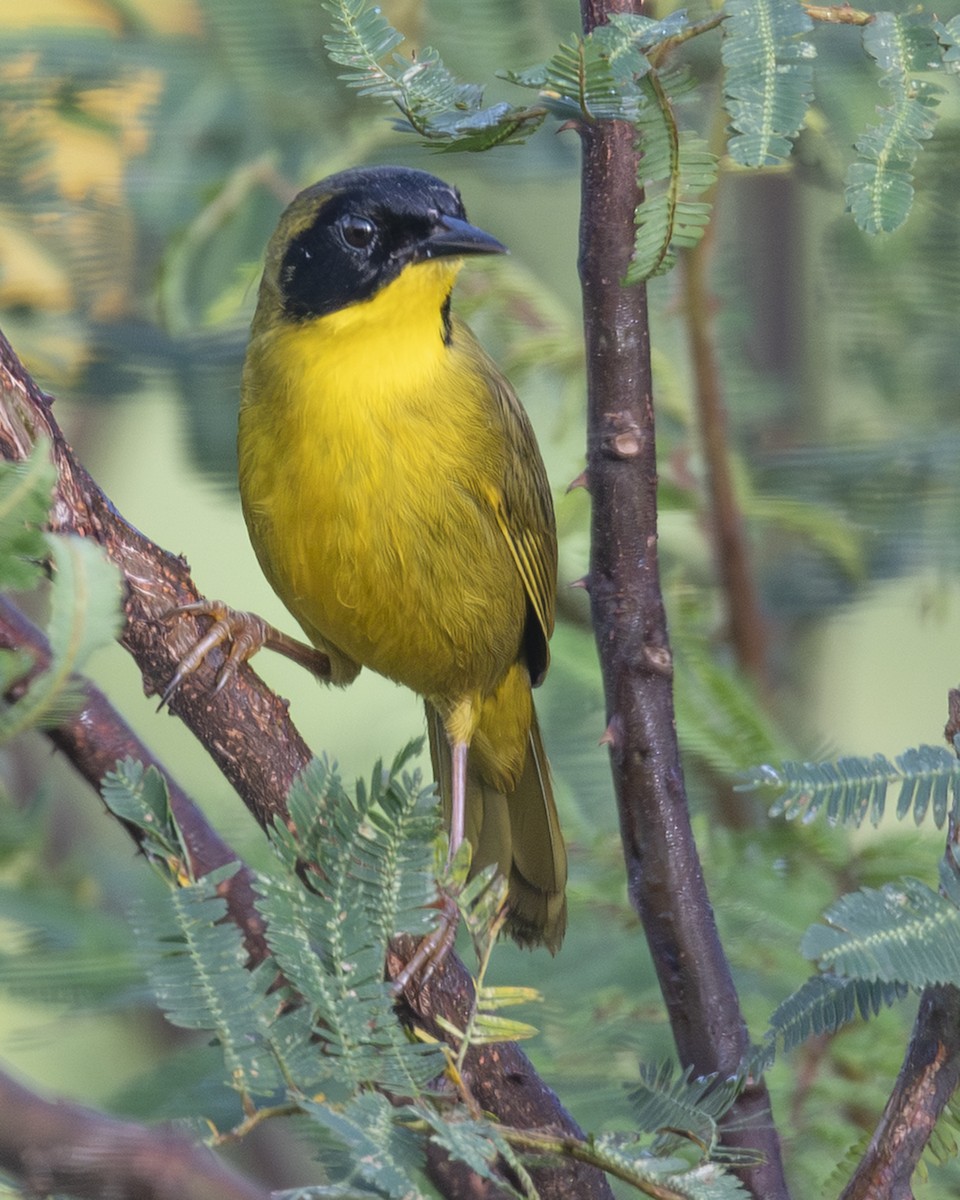 Olive-crowned Yellowthroat - ML646089925