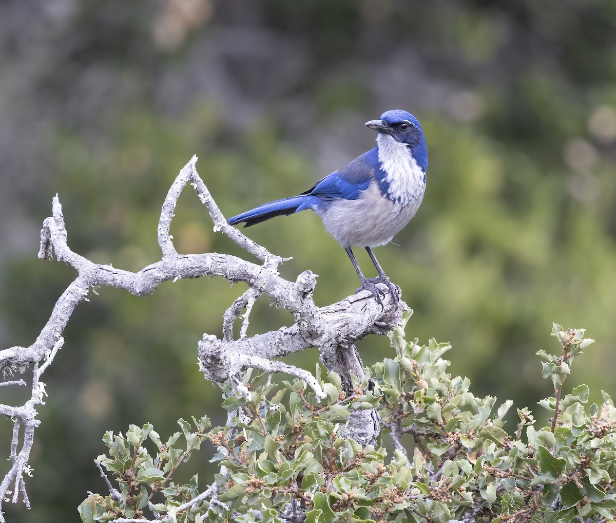 Island Scrub-Jay - ML646089934